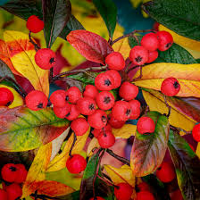 Attēlu rezultāti vaicājumam “Crataegus persimilis”
