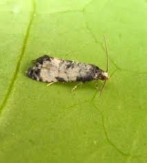 Attēlu rezultāti vaicājumam “Cochylis dubitana”