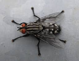 Attēlu rezultāti vaicājumam “Sarcophaga carnaria”