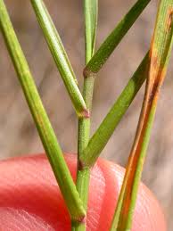 Attēlu rezultāti vaicājumam “Agrostis stolonifera”