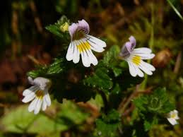 Attēlu rezultāti vaicājumam “Euphrasia”