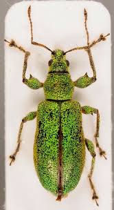 Attēlu rezultāti vaicājumam “Phyllobius”