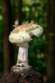 Attēlu rezultāti vaicājumam “Amanita citrina”