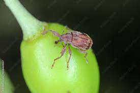 Attēlu rezultāti vaicājumam “Padus avium fruit”