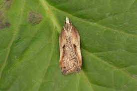 Attēlu rezultāti vaicājumam “Acleris cristana”