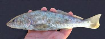 Image result for Menticirrhus littoralis