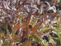 Attēlu rezultāti vaicājumam “Cetraria ericetorum”