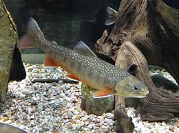 Image result for Salvelinus alpinus oquassa