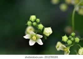 Attēlu rezultāti vaicājumam “Bryonia alba bud”