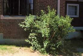 Attēlu rezultāti vaicājumam “Forsythia viridissima”