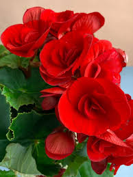 Image result for Бегония Элатиор 12х22 4601887072423