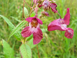 Attēlu rezultāti vaicājumam “xComagaria rosea  flower”