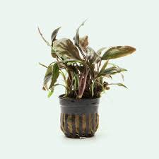 Attēlu rezultāti vaicājumam “Cryptocala chardinyi”