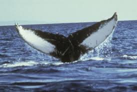 Image result for Balaenoptera borealis