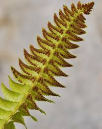 Attēlu rezultāti vaicājumam “Polystichum lonchitis”