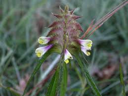 Attēlu rezultāti vaicājumam “Melampyrum cristatum leaf”