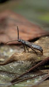 Attēlu rezultāti vaicājumam “Phosphaenus hemipterus male”