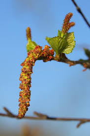 Attēlu rezultāti vaicājumam “Betula pubescens flower”