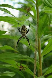 Attēlu rezultāti vaicājumam “Argiope bruennichi female”