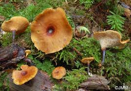 Attēlu rezultāti vaicājumam “Polyporus tubaeformis”