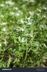 Attēlu rezultāti vaicājumam “Lithospermum officinale flower”