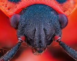 Attēlu rezultāti vaicājumam “Pyrrhocoris apterus imago”