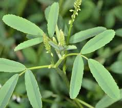 Attēlu rezultāti vaicājumam “Melilotus albus”