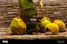 Attēlu rezultāti vaicājumam “Pyrus communis fruit”