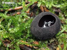 Attēlu rezultāti vaicājumam “Pseudoplectania nigrella”