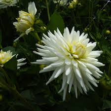 Image result for Dahlia `Snowflake`