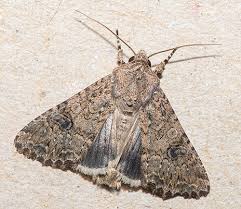 Attēlu rezultāti vaicājumam “Hadula trifolii”