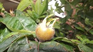 Attēlu rezultāti vaicājumam “Mespilus germanica fruit”