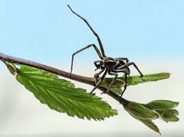 Attēlu rezultāti vaicājumam “Pisaura mirabilis male”