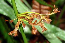 Attēlu rezultāti vaicājumam “Juncus effusus fruit”