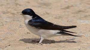 Attēlu rezultāti vaicājumam “Delichon urbicum adult”