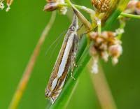 Attēlu rezultāti vaicājumam “Crambus silvella”