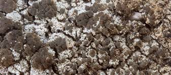 Attēlu rezultāti vaicājumam “Trapeliopsis granulosa”