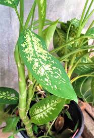 Image result for Leaves Green Bowmen