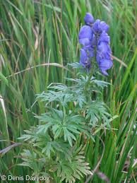 Attēlu rezultāti vaicājumam “Aconitum napellus flower”
