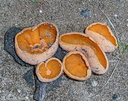 Attēlu rezultāti vaicājumam “Aleuria aurantia”