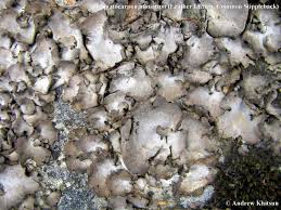 Attēlu rezultāti vaicājumam “Dermatocarpon miniatum”