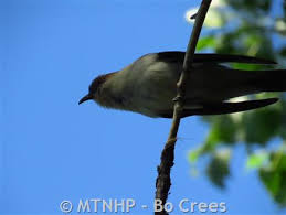 Image result for Coccyzus erythropthalmus