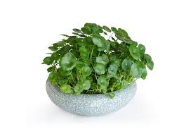 Attēlu rezultāti vaicājumam “Hydrocotyle vulgaris”