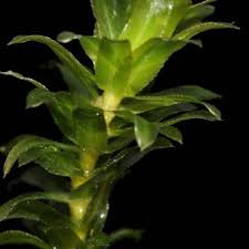 Attēlu rezultāti vaicājumam “Hydrilla verticillata”
