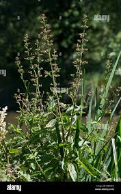 Attēlu rezultāti vaicājumam “Scrophularia nodosa flower”