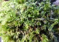 Attēlu rezultāti vaicājumam “Mnium hornum sporophyte”