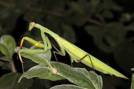 Attēlu rezultāti vaicājumam “Mantis religiosa”
