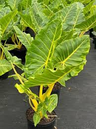 Attēlu rezultāti vaicājumam “Lycogala persicum macro”