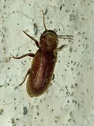 Attēlu rezultāti vaicājumam “Priobium carpini”