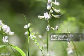 Attēlu rezultāti vaicājumam “Vicia sylvatica”